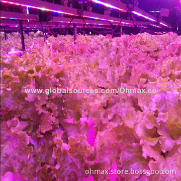 Hydroponic plant LED grow light, waterproof IP65 with plant factory for greenhouse